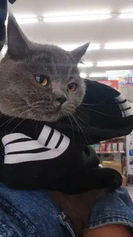 british shorthair