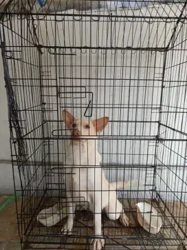 Anjing Labrador