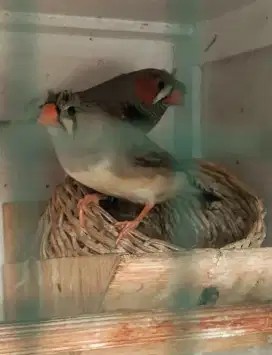 Zebra Finch Jambul - Jarang Ada Siap Produksi