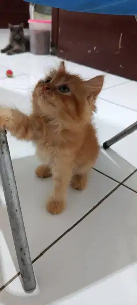 kucing anggora betina