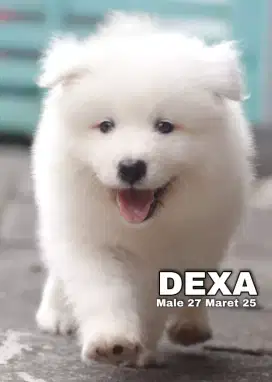 Samoyed jantan •DEXA•