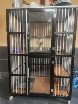 Kucing persia medium