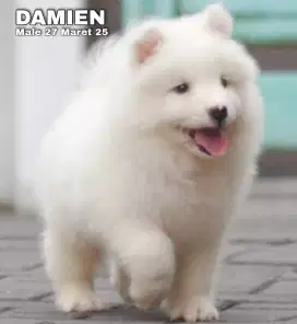 Samoyed jantan •DAMIEN•