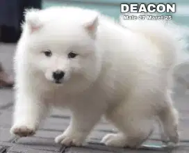 Samoyed jantan •DEACON•