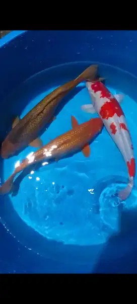 KOI JUMBO PAKET 3 EKOR