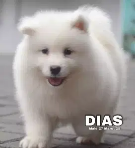 Samoyed jantan •DIAS•