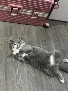 Jasa PACAK Kucing British Shorthair jantan