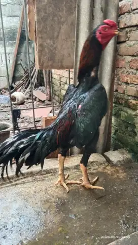 Ayam bangkok gagah