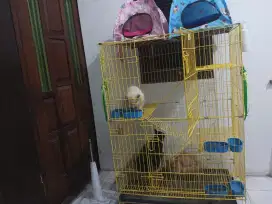 Kucing Sepasang Jantan Himalaya Betina Anggora Maine Coon Dan Kandang