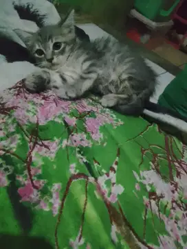 Maharin kitten mixdom