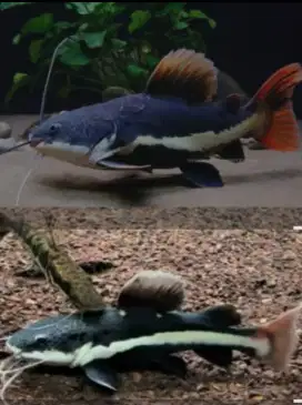 Rtc predator ikan