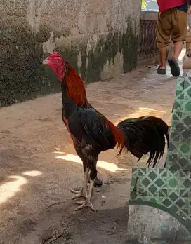 Ayam Bangkok X Mangon