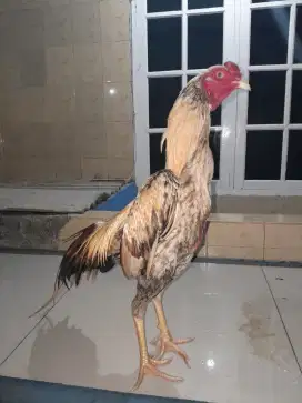 Ayam Bangkok X Mangon Jalak