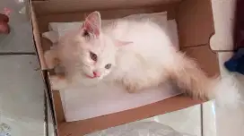 Jual kucing Persia betina