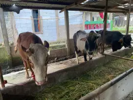 Sapi siap qurban dan potong 3 ekor 70juta