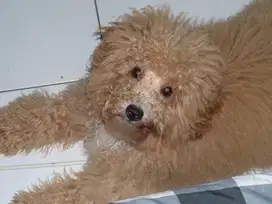 Jual Anjing Poodle Jantan