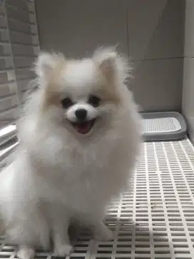 Minipom pomeranian