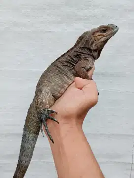 Iguana Rhino iguana rhinoceros