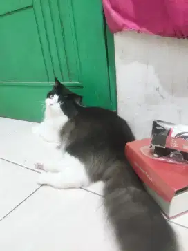 Pejantan tangguh bulu lebat
