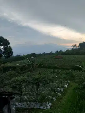 Kebun Jeruk Mangku Jalan Bocek Karangploso Malang