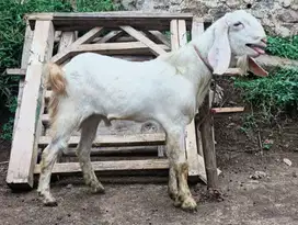 kambing qurban kiloan mulai bobot 30-60 kiloan siap kurban murmer 2025