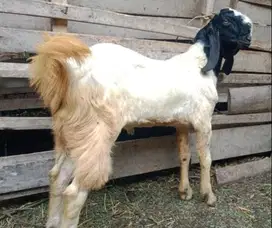 kambing qurban kiloan 30-65 kiloan siap hewan kurban 2025 murmer puas