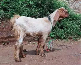 kambing qurban 30-70 kiloan timbang hidup siap kurban murmer 2025 puas