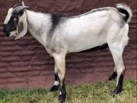 kambing qurban 30-60 kiloan timbang hidup siap kurban ekonomisan puas