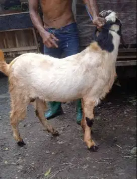 kambing qurban 30-60 kiloan siap hewan kurban murmer timbang real puas