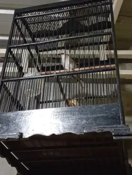 Trucuk lokal sudah ngevoer bunyi