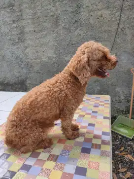 Dijual ANJING Poddle