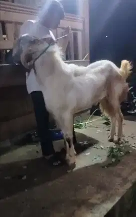 Menjual Hewan qurban Kambing etawa Jenis Kaligesing Super tb 1 meter