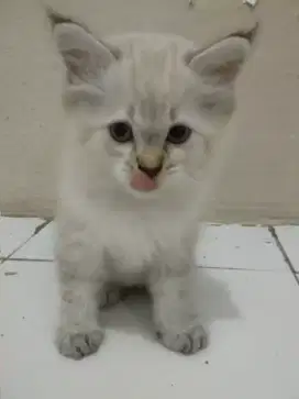 kucing lucu, bulu dan warna bagus