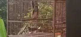Burung Perkutut Sepasang Ngoawar