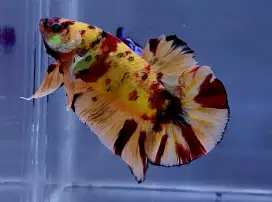 ikan cupang giant nemo