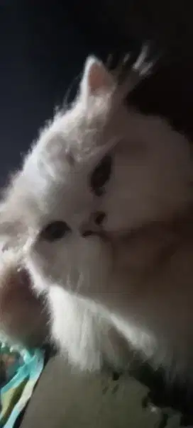 Kucing persian medium