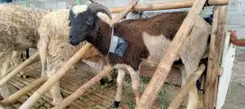 Hewan qurban murah 2025#hewan qurban bandung#domba murah#sapi murah