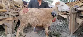 Hewan qurban murah 2025#hewan qurban bandung#sapi murah#domba murah