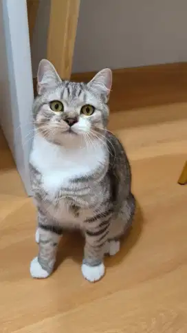 BSH Blue Tabby NP