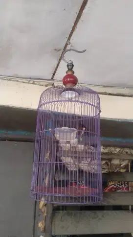 Jual burung konin gacor ex masteran murai. Fulset 270