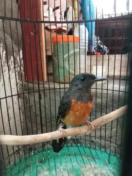 muray bikang dewasa