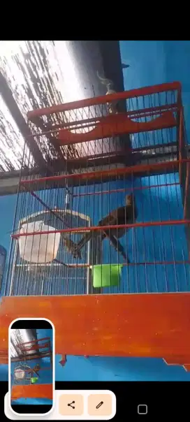 Jual burung cicak timor bunyi fulset