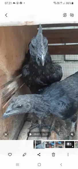 Ayam Cemani umur 4 bulan