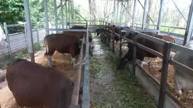 sapi BAGUS sehat berkwalitas