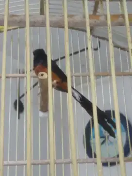 Burung Murai Batu
