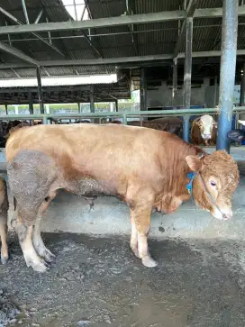 Sapi Qurban Limosin