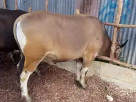 JUAL HEWAN QURBAN PALEMBANG