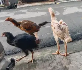 Ayam Pluker silangan Bangkok