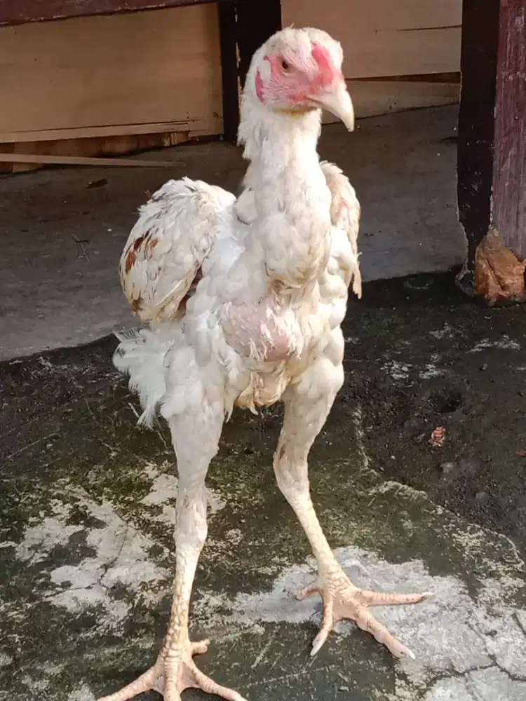 Sepasang Ayam Pluker silangan Bangkok