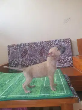 ANAKAN MIX BELGIAN MALINOIS x SELAYANG ANJING PEMBURU